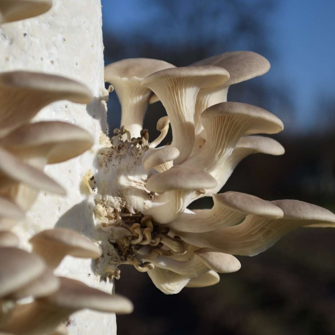 FungiFactory_Zwammen