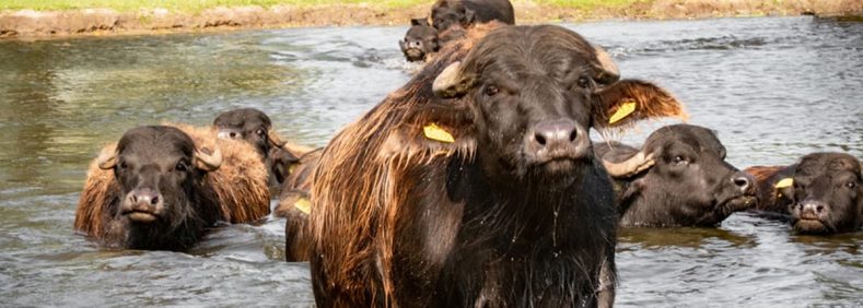 Oro_Bianco_Mozzarella_buffel_1200x800