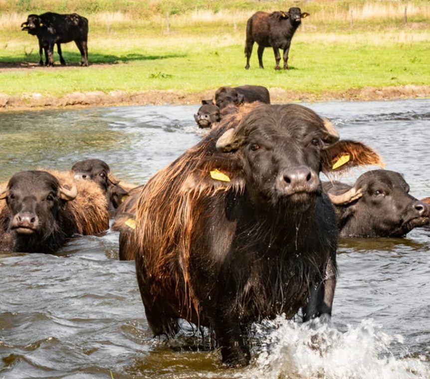 Oro_Bianco_Mozzarella_buffel_1200x800